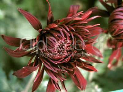 blossoming chrysanthemum