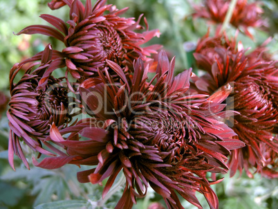 blossoming chrysanthemum