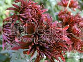 blossoming chrysanthemum