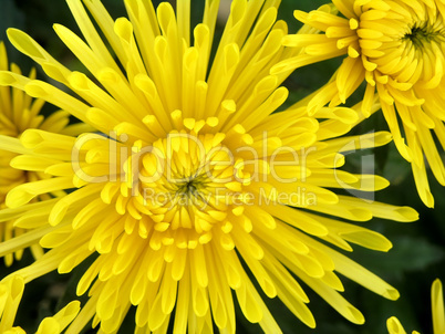 blossoming chrysanthemum