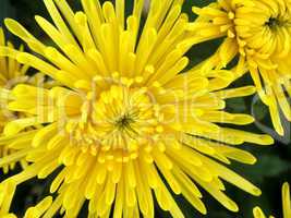 blossoming chrysanthemum