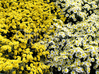 blossoming chrysanthemums