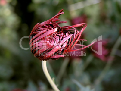 blossoming chrysanthemum