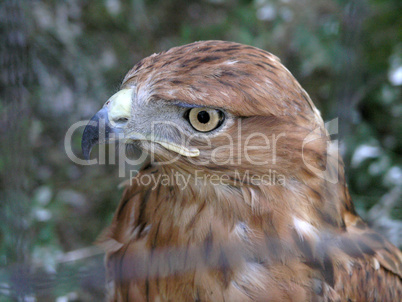 eagle portrait