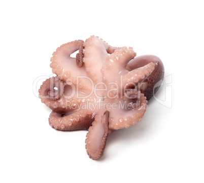 Small octopus on white background