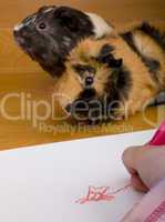 guinea pig posing for drawing