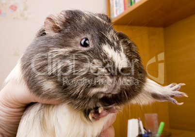 guinea pig