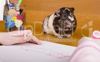 guinea pig posing for drawing
