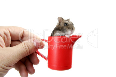 hamster in cup