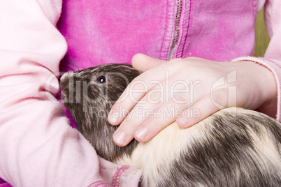 guinea pig at childs hands