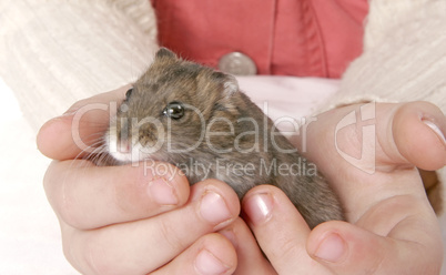 hamster in hands