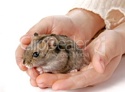 hamster in hands