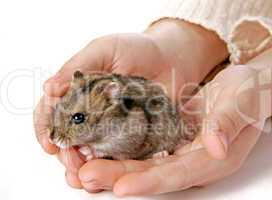 hamster in hands