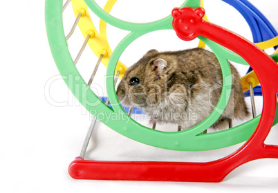 hamster in wheel