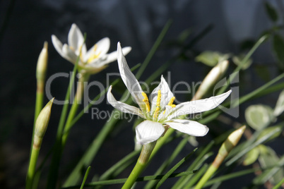 indoor narcissus