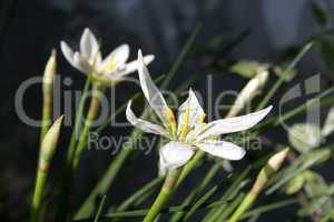 indoor narcissus