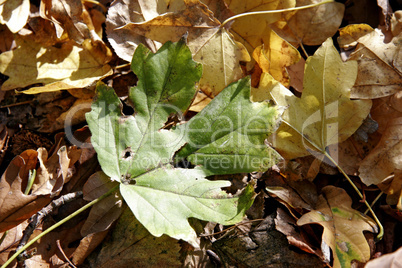 maple fallen leaf