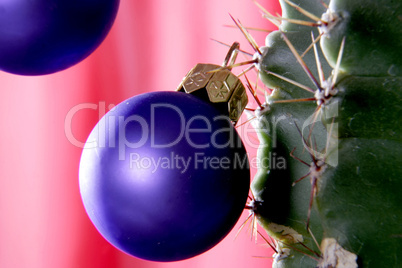 christmas cactus