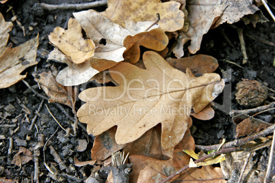 oaken fallen leaf