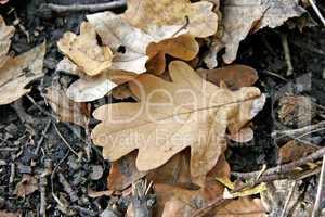 oaken fallen leaf