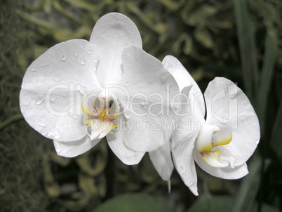 white orchid flowers