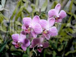 purple orchid flower