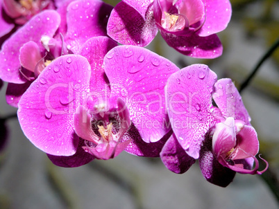 purple orchid flower