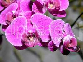 purple orchid flower