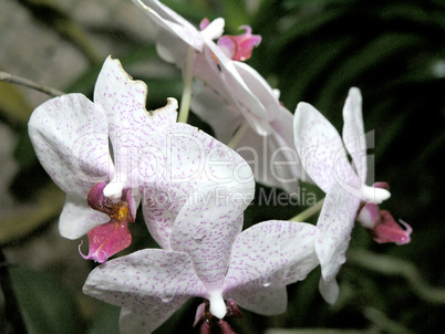 white orchid flowers