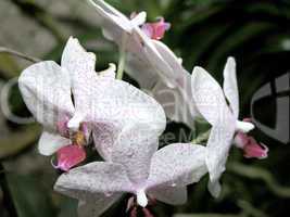 white orchid flowers