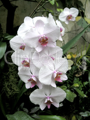 white orchid flowers