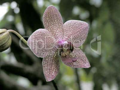 single orchid flower