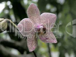 single orchid flower