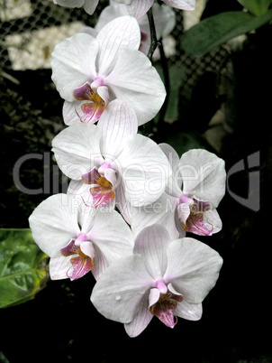 white orchid flowers