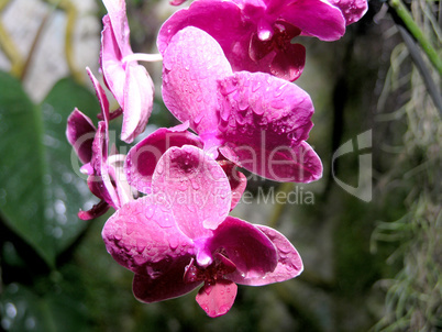 purple orchid flower