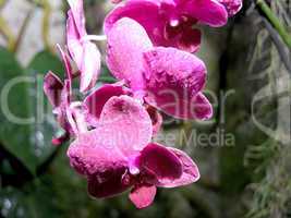 purple orchid flower