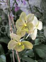 yellow orchid flowers