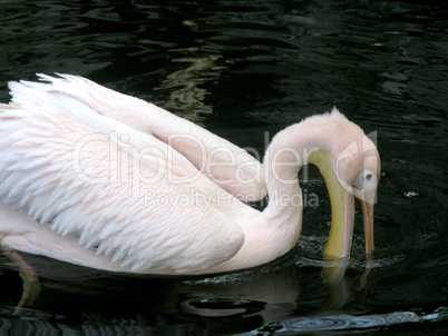 pink pelican