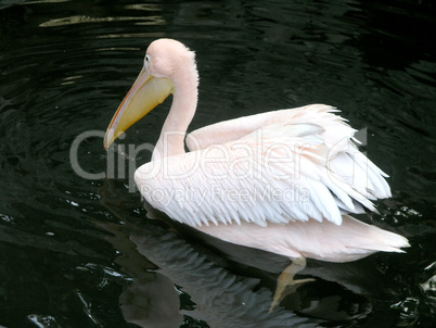 pink pelican