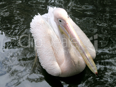 pink pelican