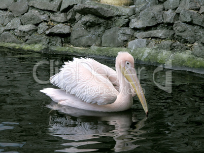 pink pelican