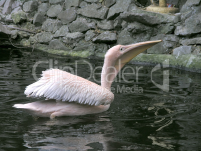 pink pelican