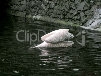 pink pelican