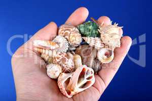 sea-shells in hand