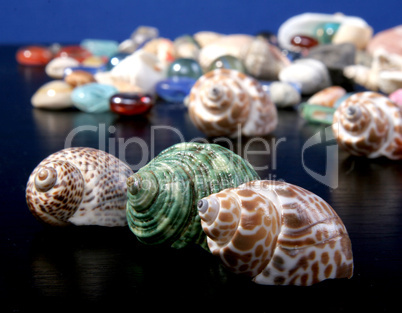 sea-shells