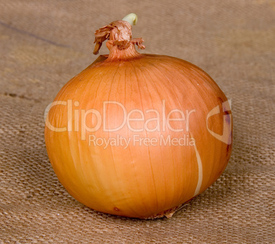 onion