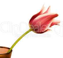 single red tulip