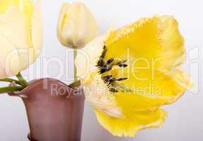 yellow tulips