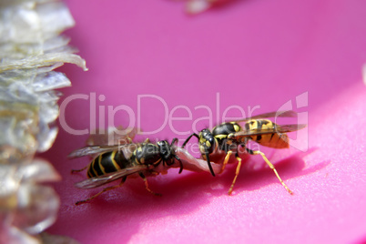 two wasps
