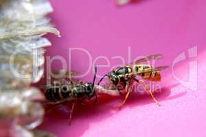 two wasps